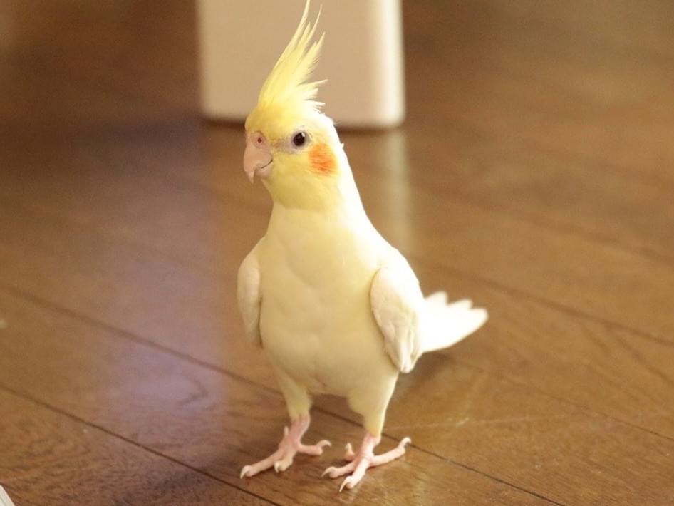 ぺこちゃん ぺこちゃん