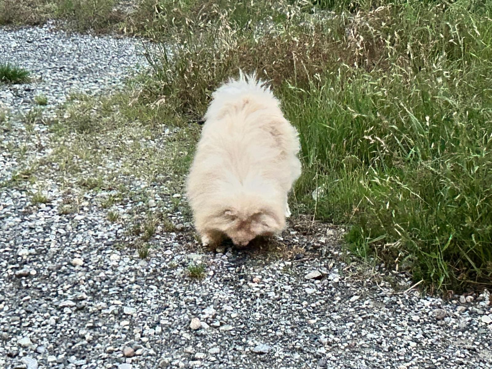 目撃された犬 目撃された犬
