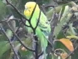 目撃された鳥 目撃された鳥