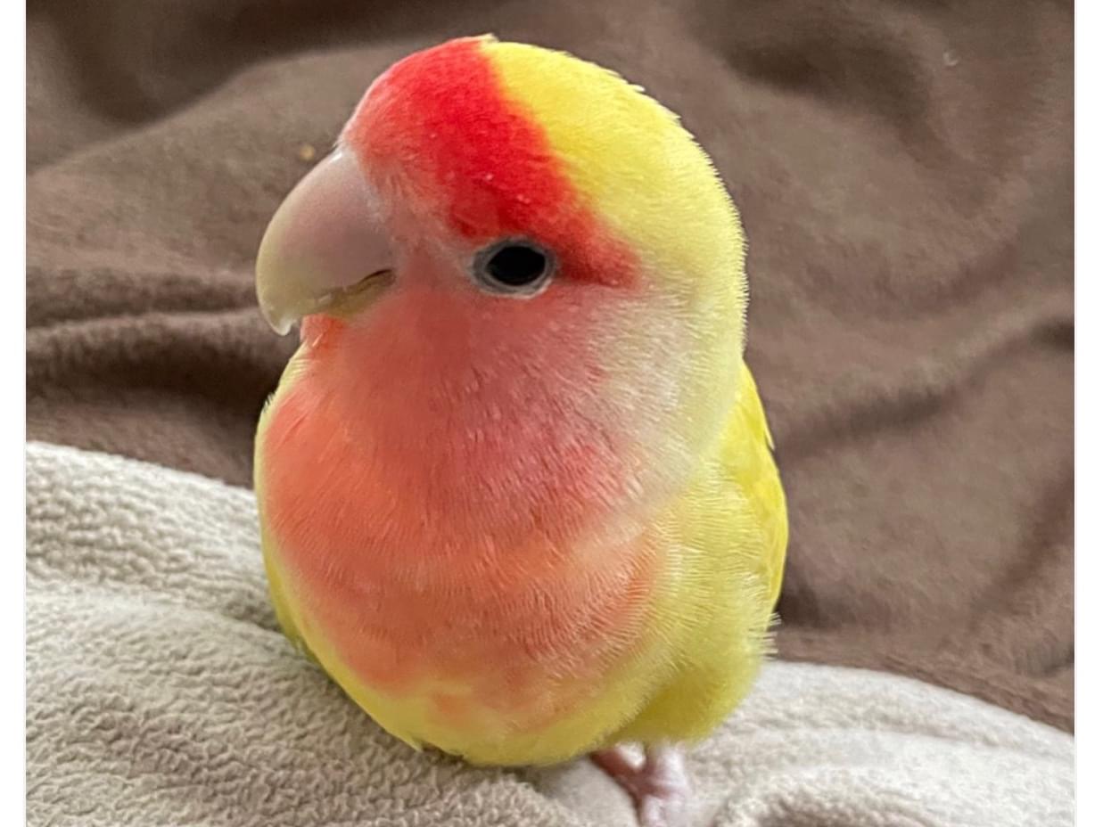きいちゃん きいちゃん