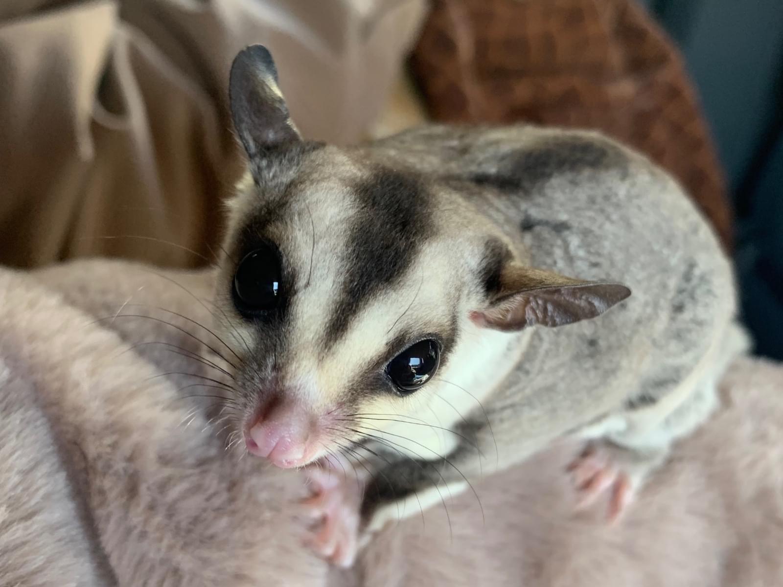レウスちゃん レウスちゃん