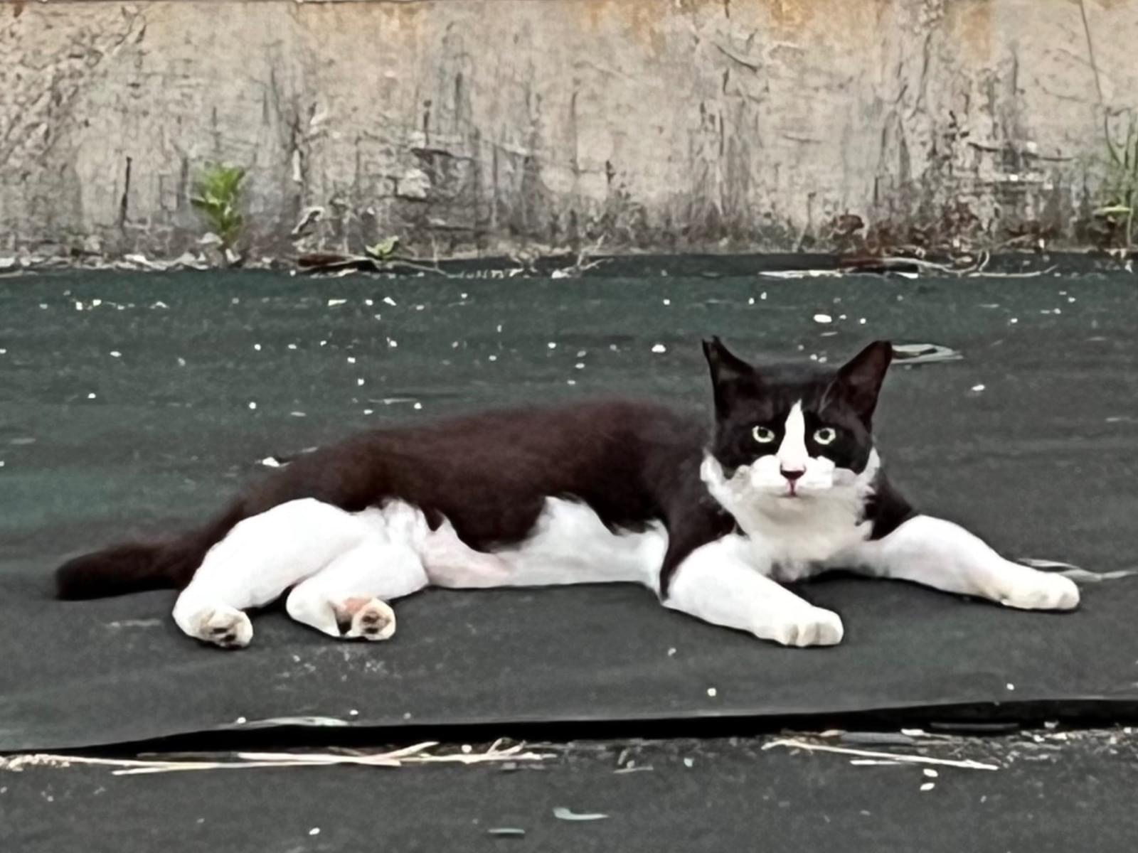 目撃された猫 目撃された猫