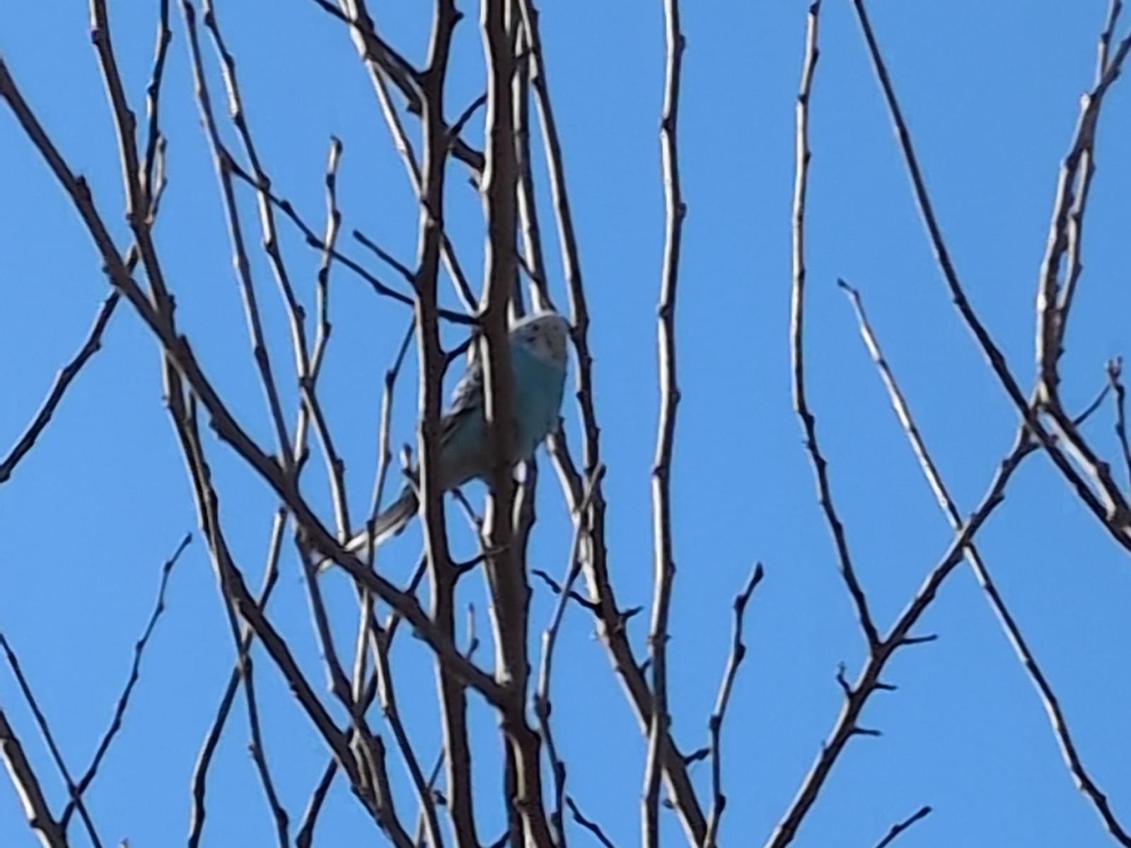 目撃された鳥 目撃された鳥