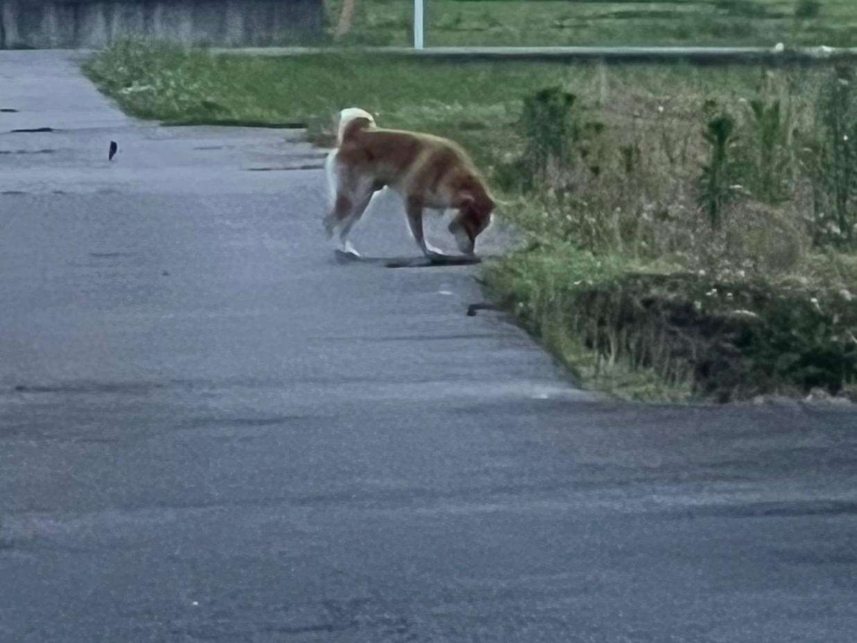 目撃された犬 目撃された犬