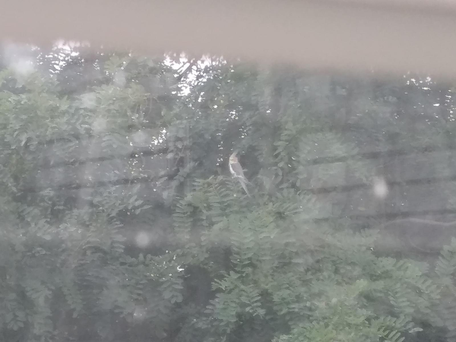 目撃された鳥 目撃された鳥