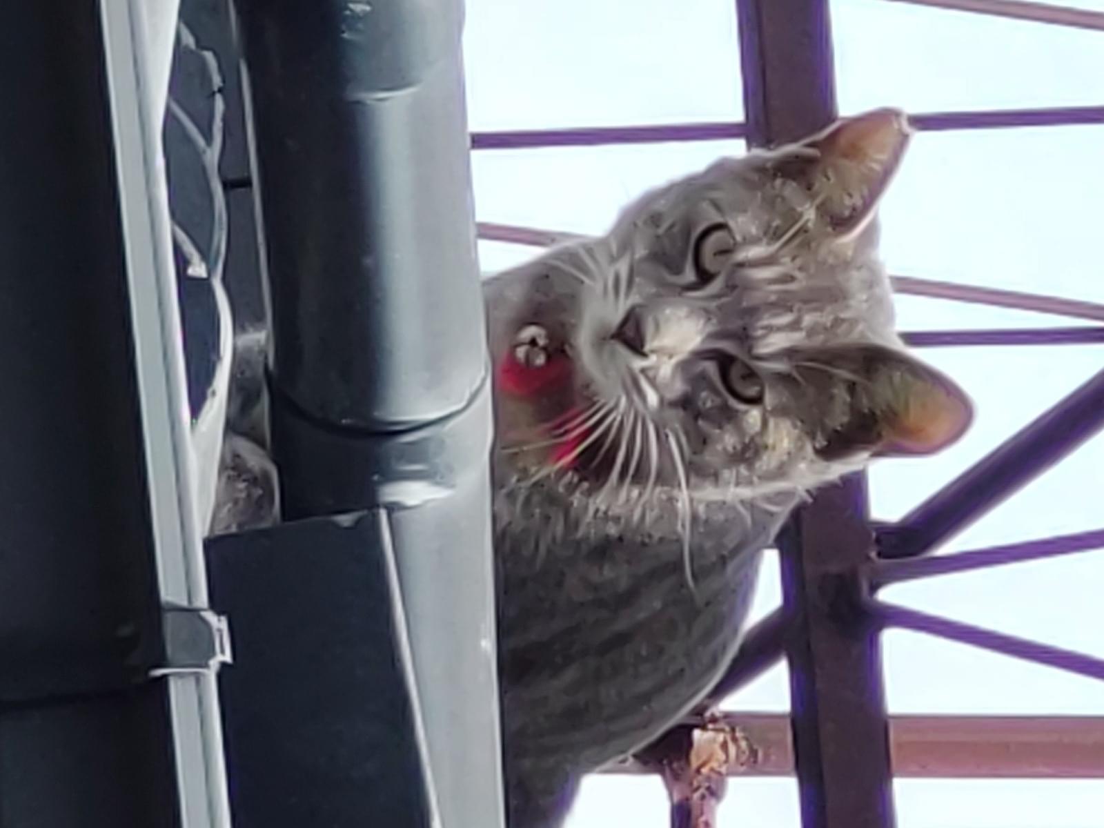 目撃された猫 目撃された猫