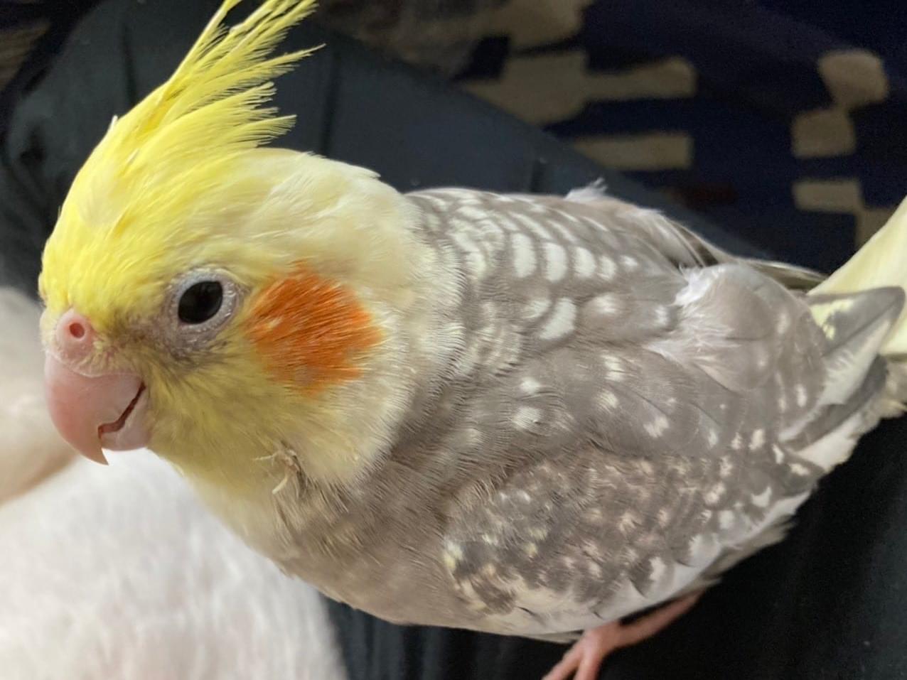 ゴマちゃん ゴマちゃん