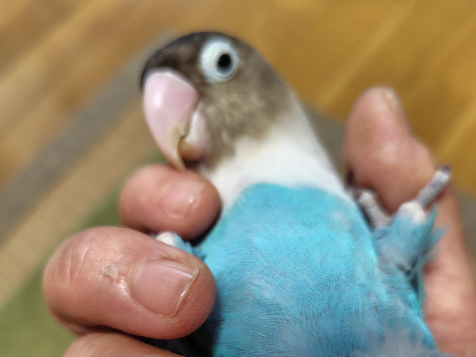 ぶるちゃん ぶるちゃん