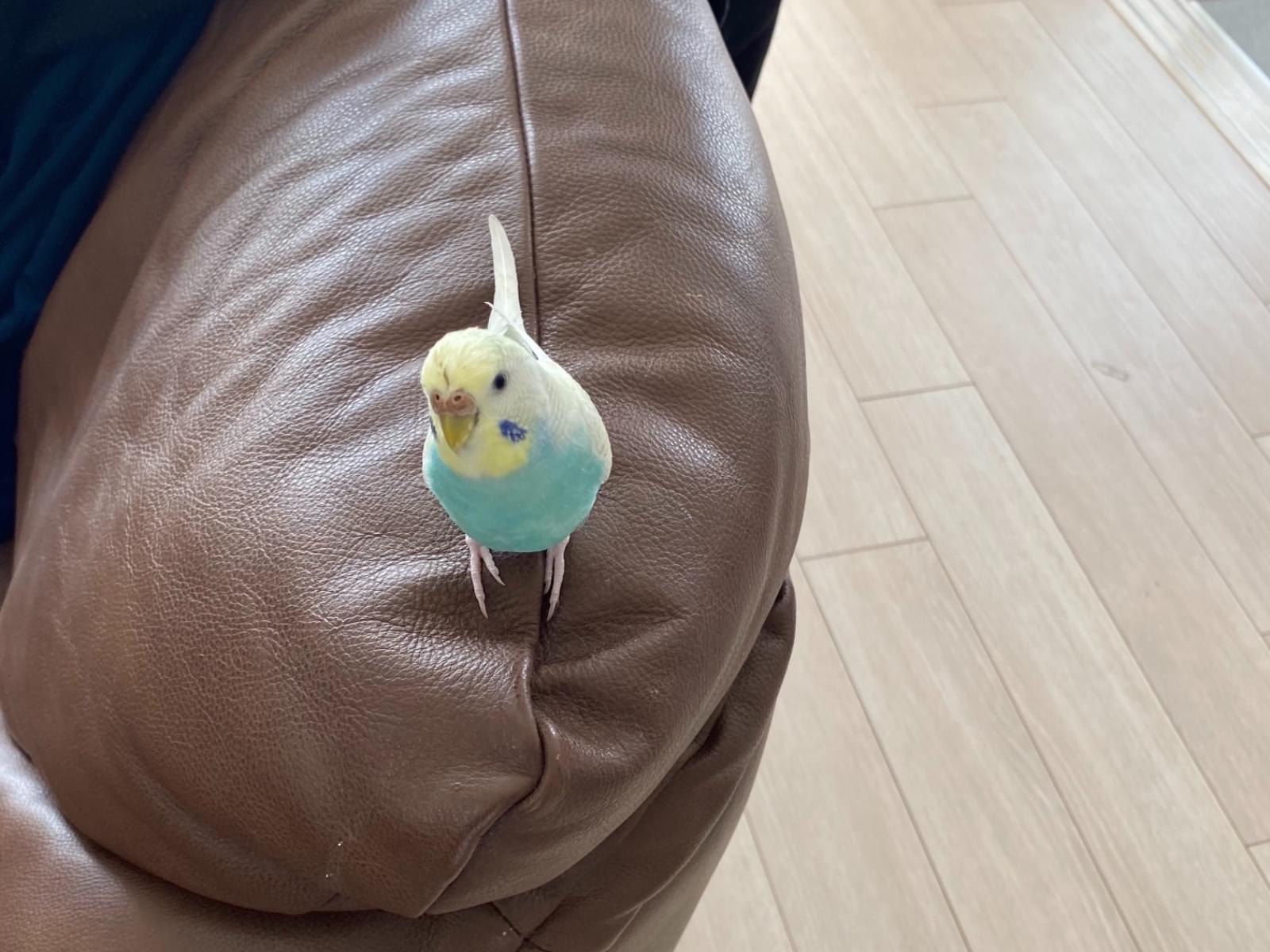 そるとちゃん そるとちゃん