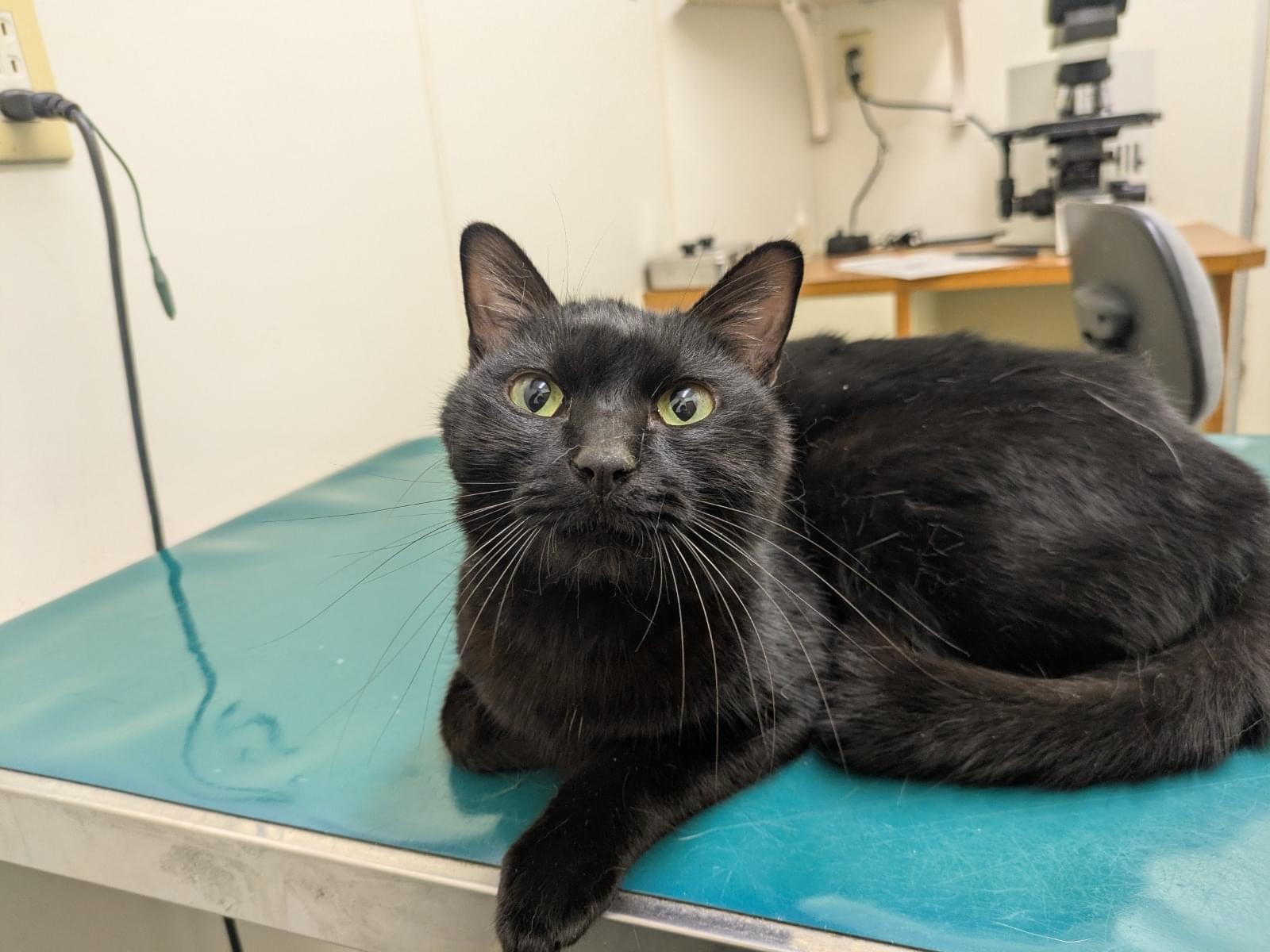 保護された犬 保護された犬