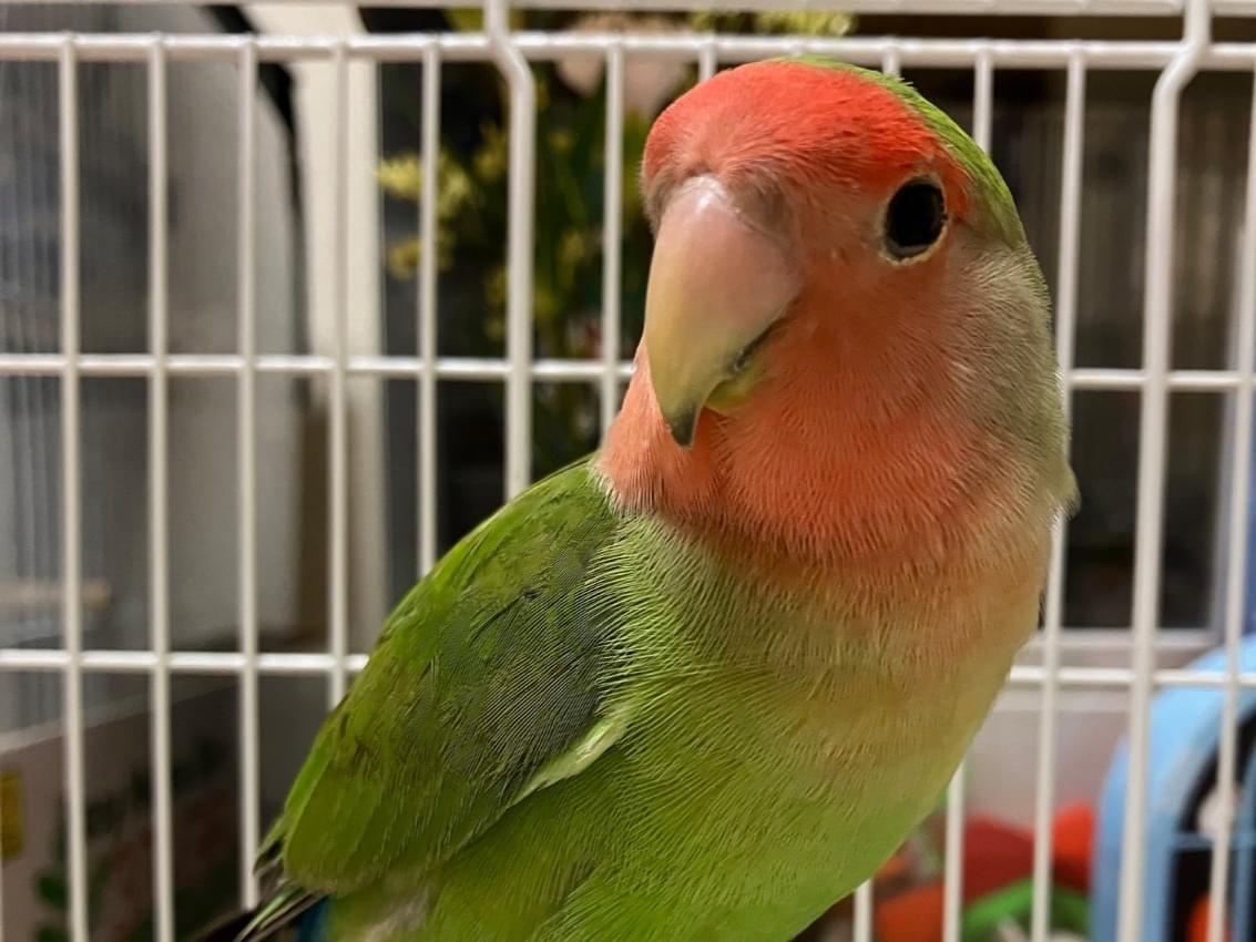 保護された鳥 保護された鳥