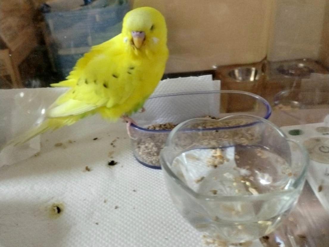 保護された鳥