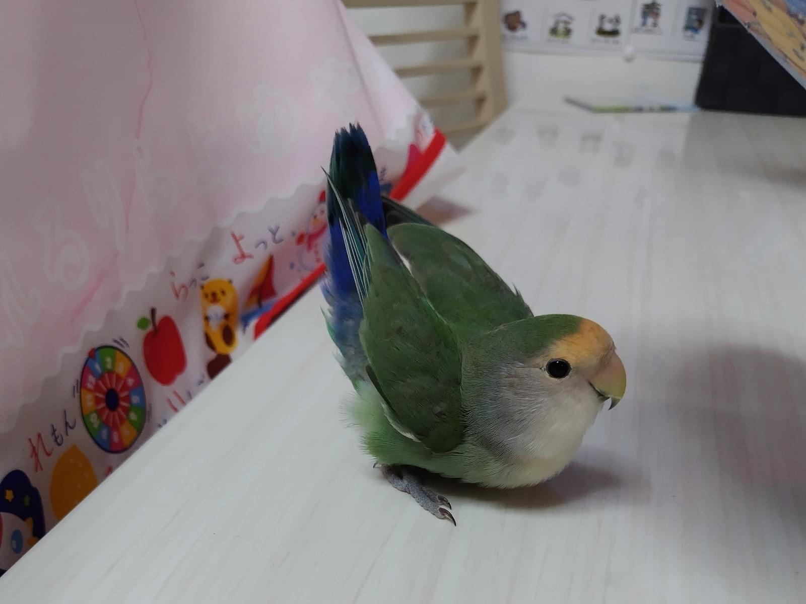 ポン太ちゃん ポン太ちゃん