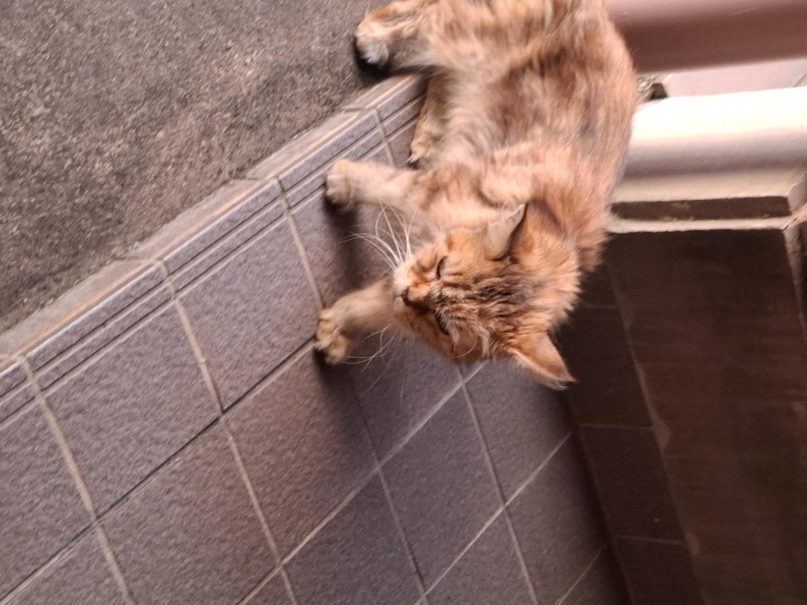 目撃された猫 目撃された猫