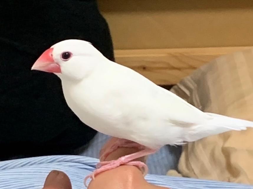 おもちちゃん おもちちゃん