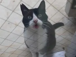 黒白ハチワレ、サクラ耳のオス猫を探しています