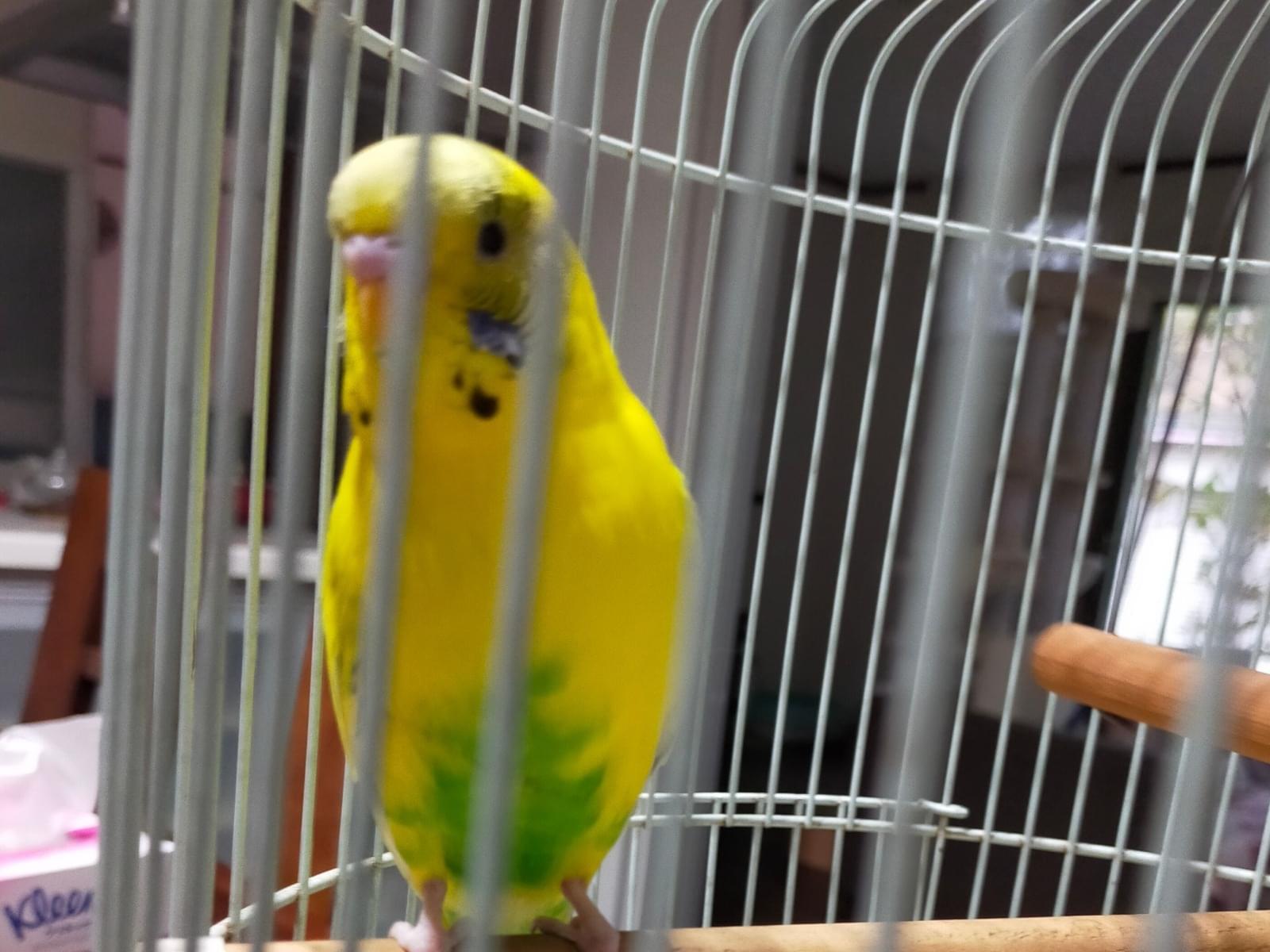 保護された鳥 保護された鳥