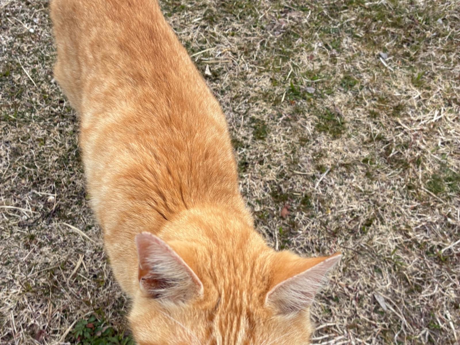 目撃された猫 目撃された猫