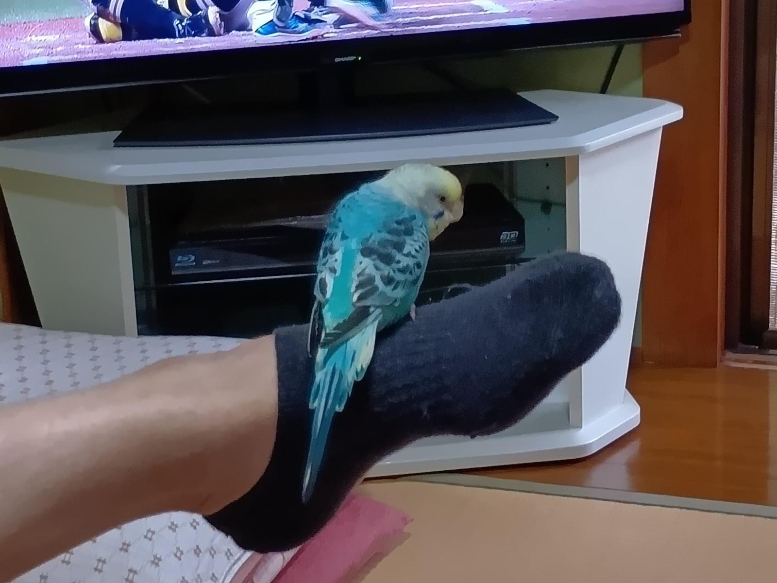 つゆちゃん つゆちゃん