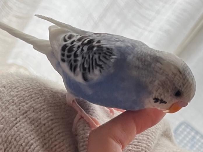 ユキちゃん ユキちゃん