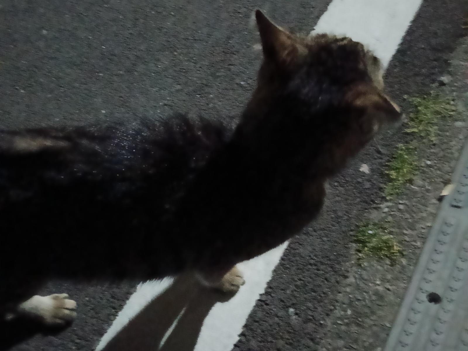 目撃された猫