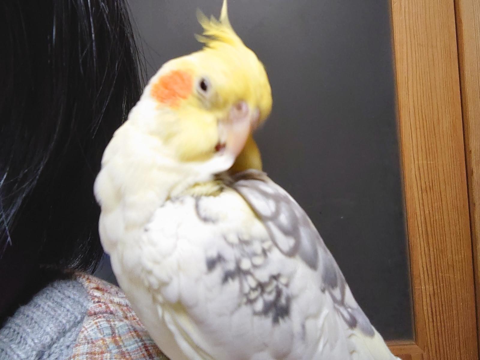 はなまるちゃん はなまるちゃん