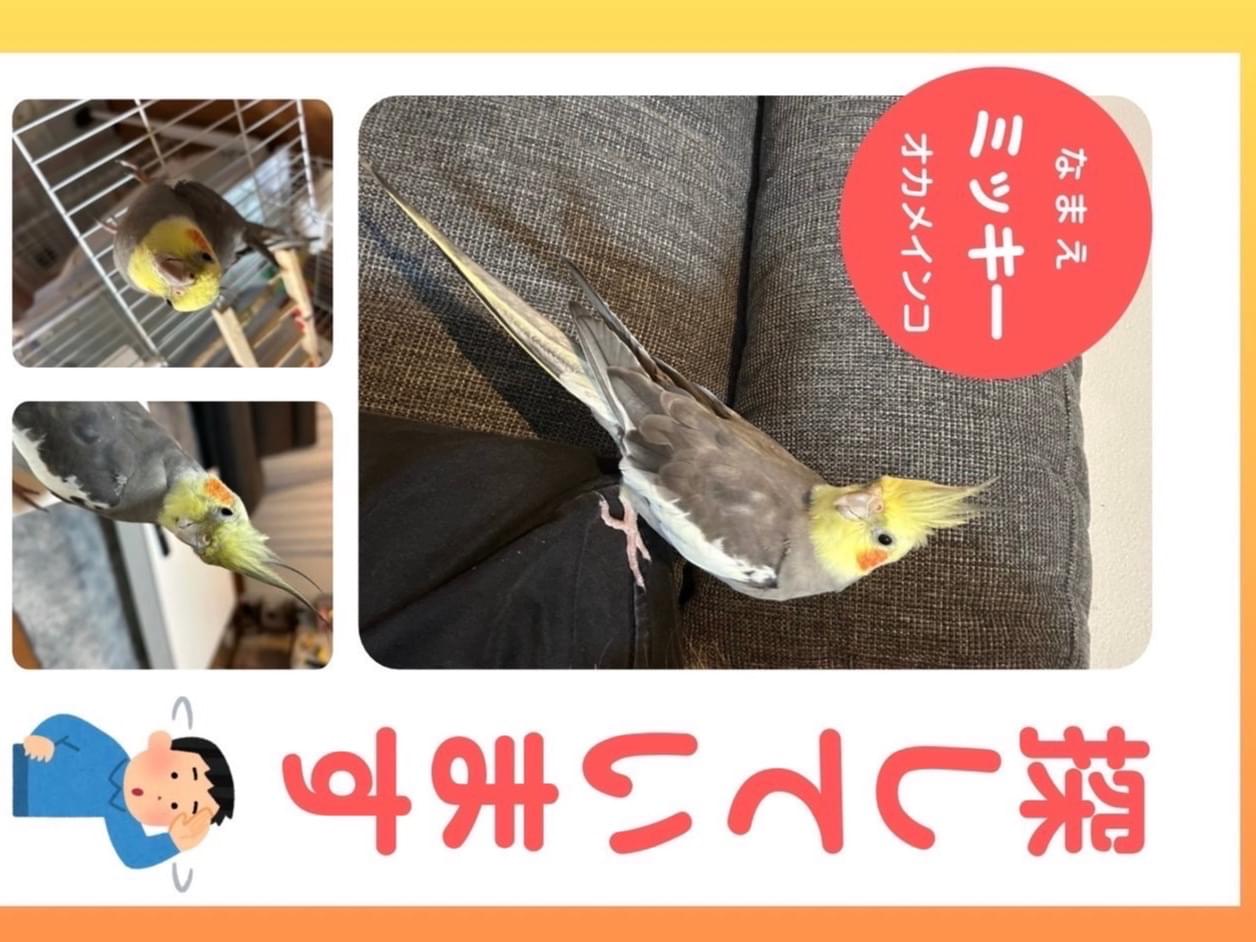ミッキーちゃん ミッキーちゃん