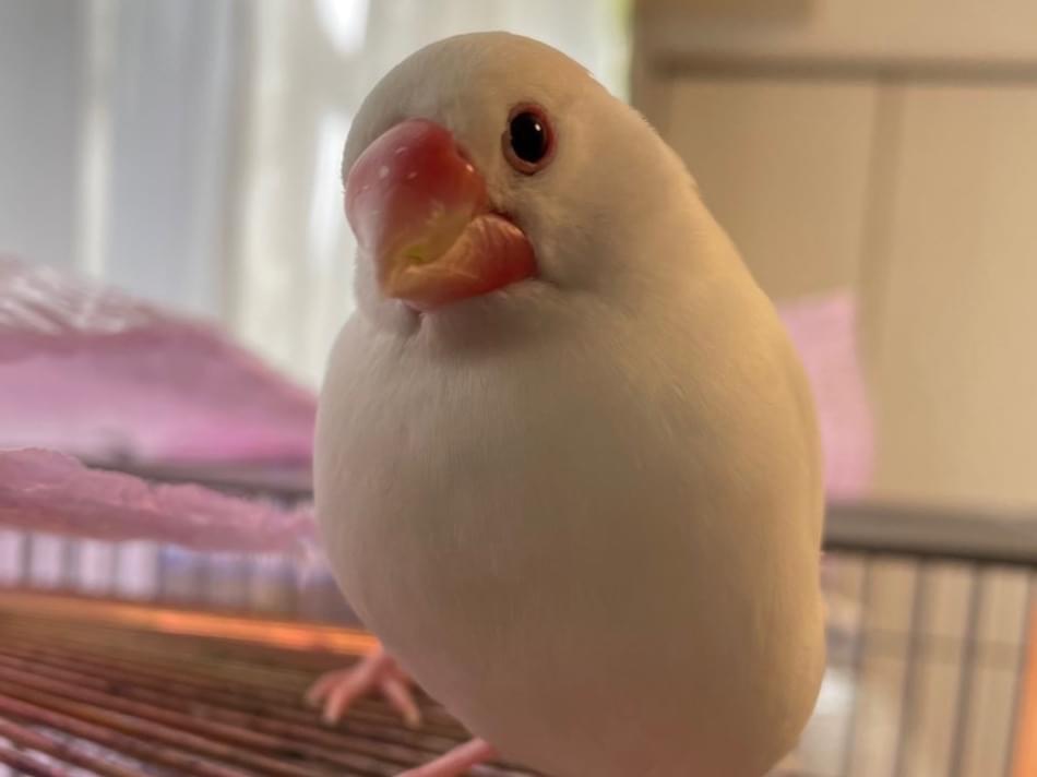 いもちゃん いもちゃん
