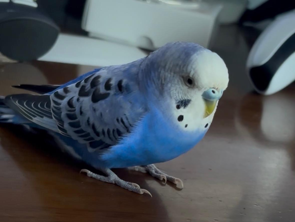 リオちゃん リオちゃん