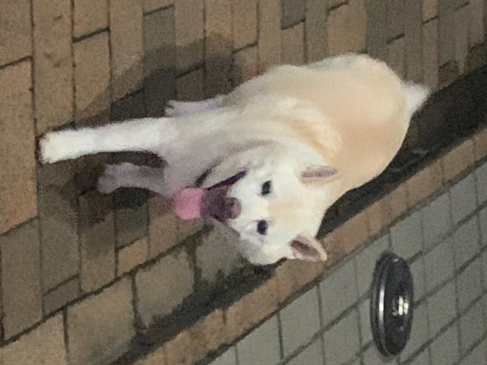 保護された犬 保護された犬
