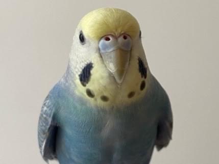 クッピーちゃん クッピーちゃん