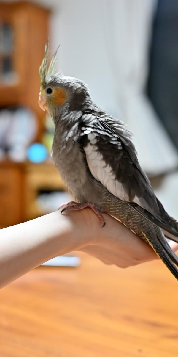 オカメインコ オカメインコ ノーマル 長崎で探しています