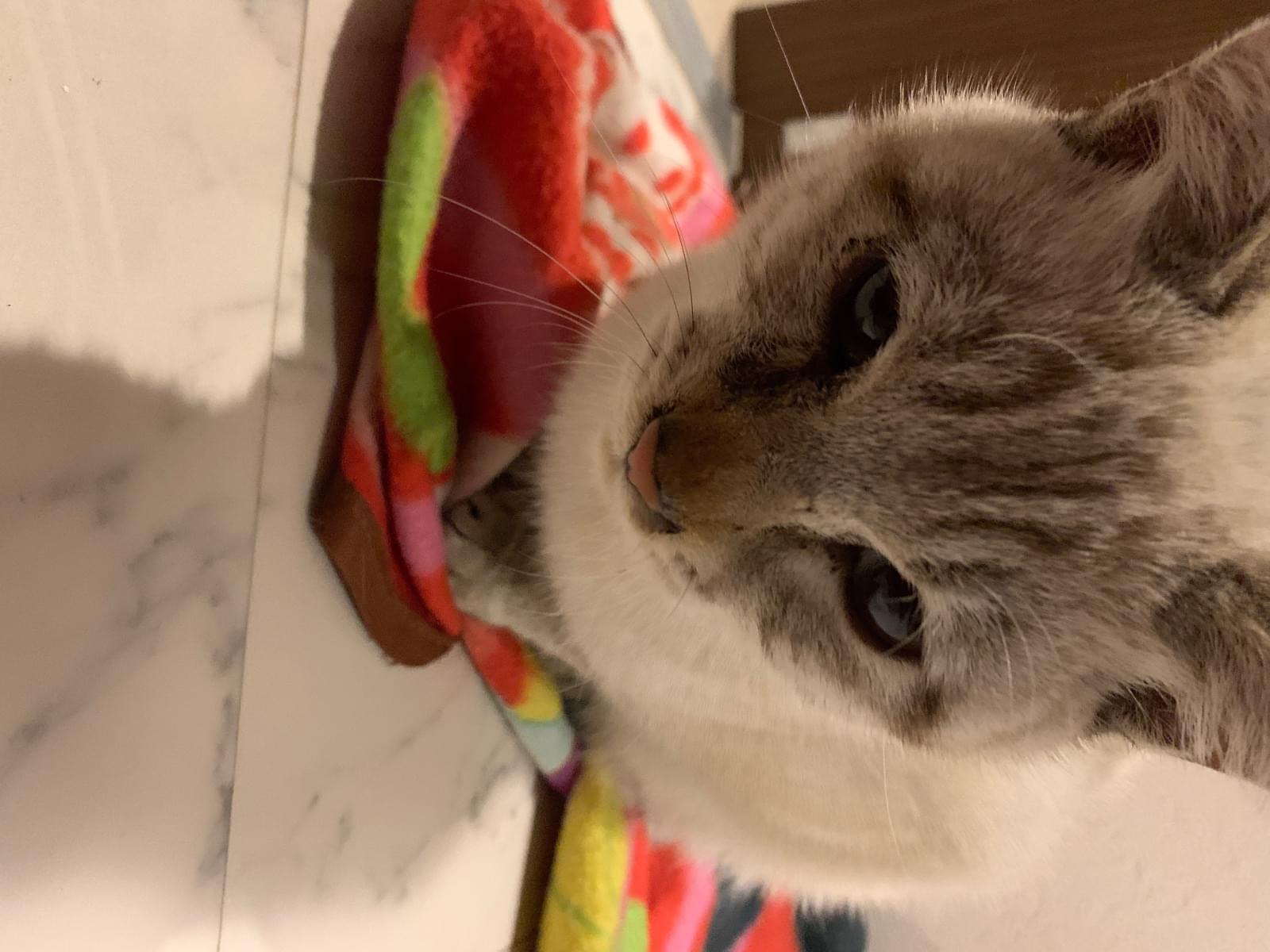 保護された猫 保護された猫