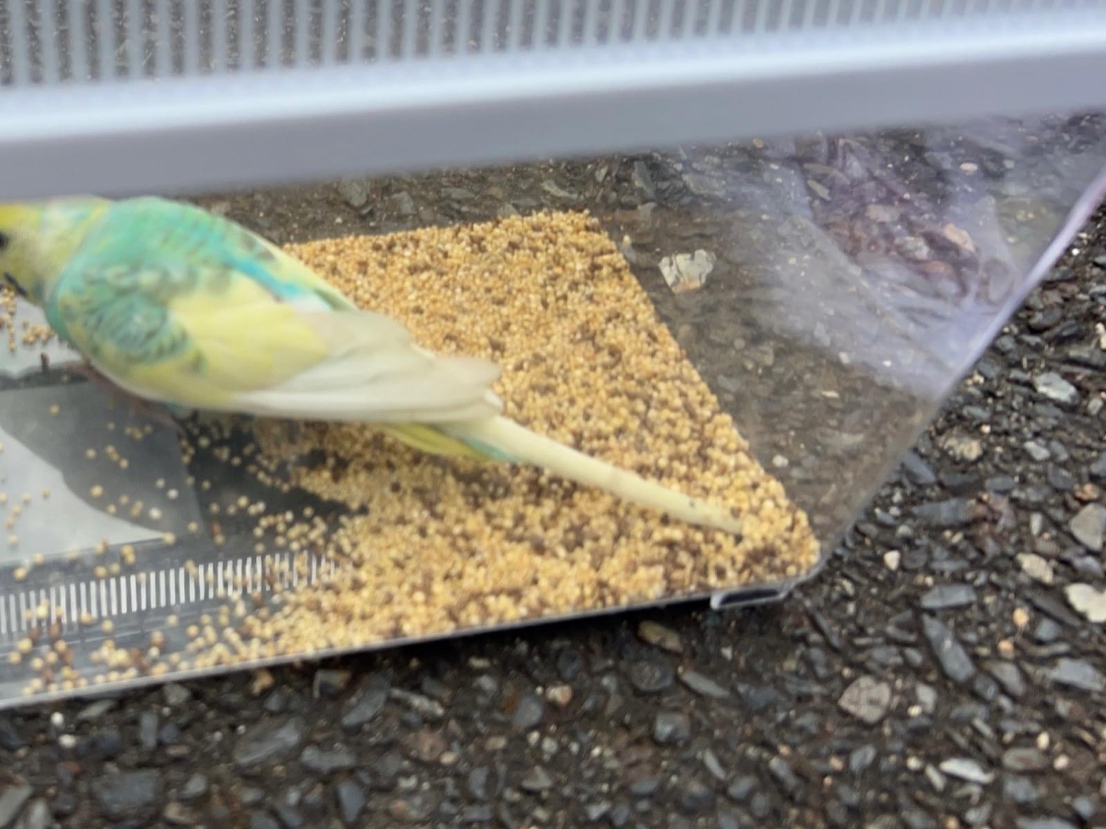保護された鳥