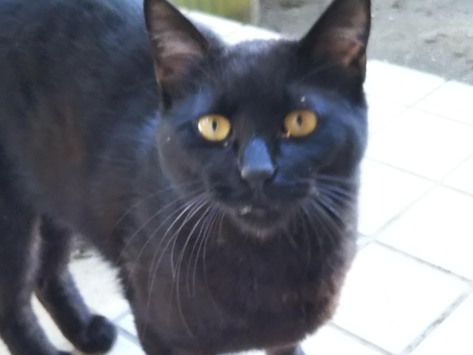目撃された猫 目撃された猫