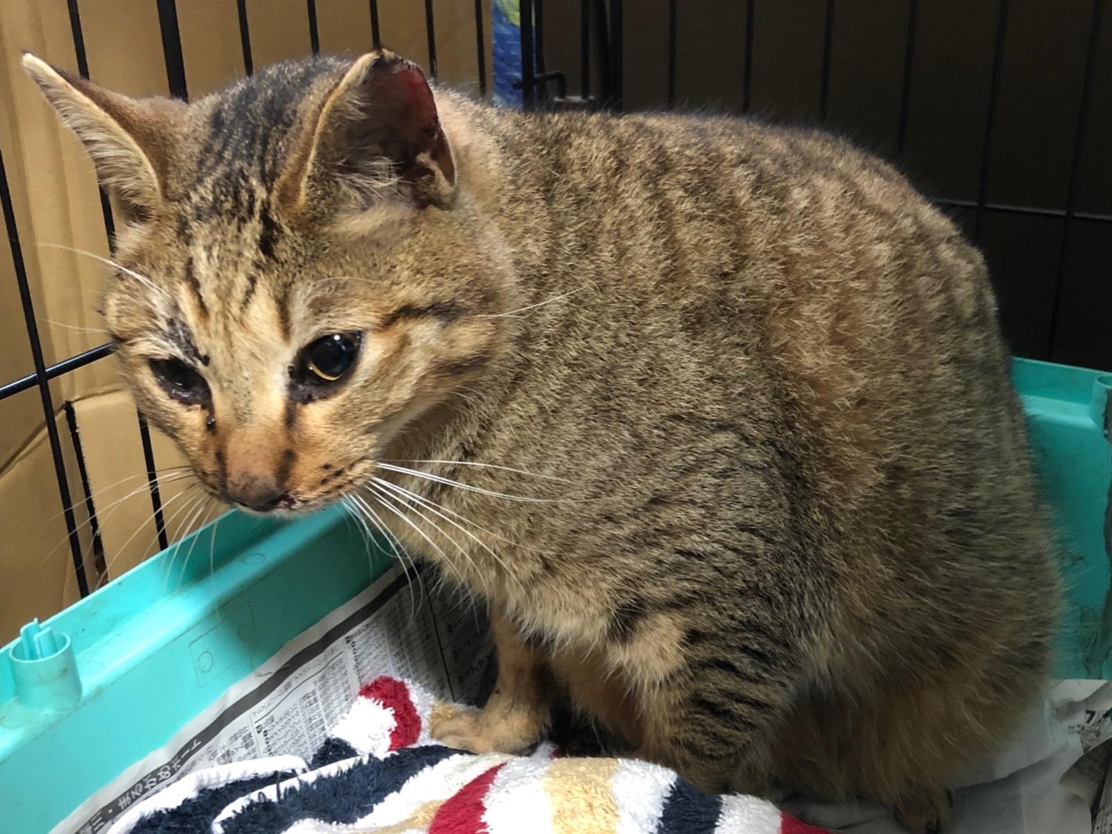 保護された猫 保護された猫