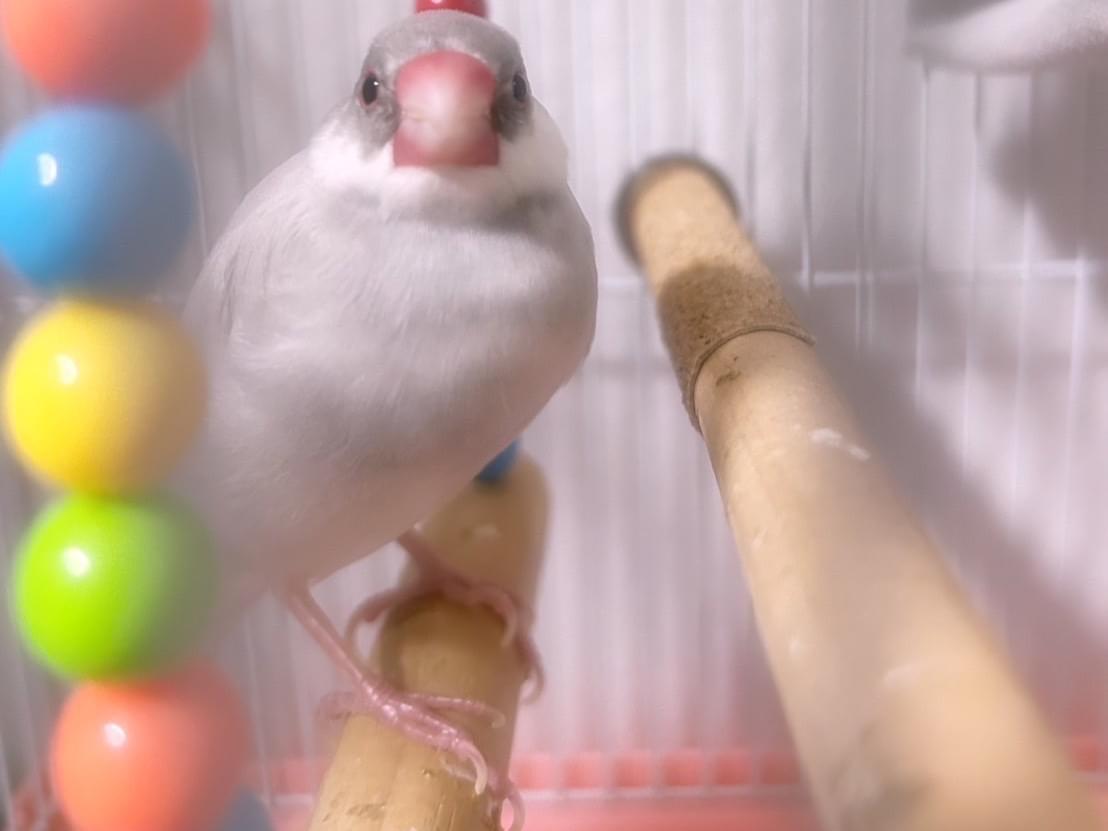 ぶんちゃん ぶんちゃん