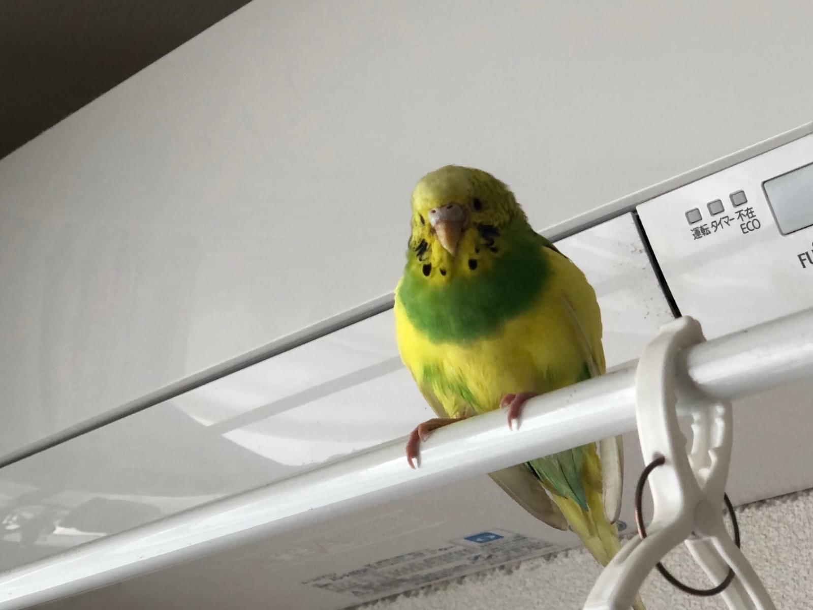 保護された鳥 保護された鳥