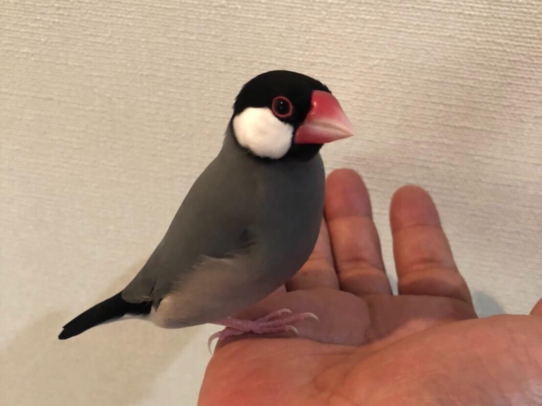 ラプトルちゃん ラプトルちゃん