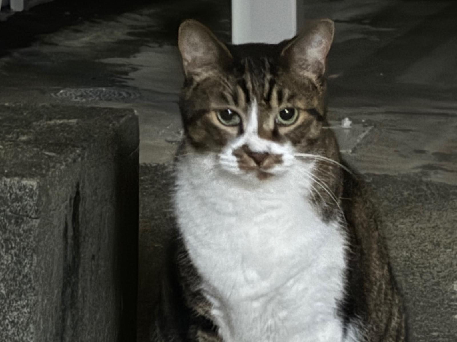 目撃された猫 目撃された猫