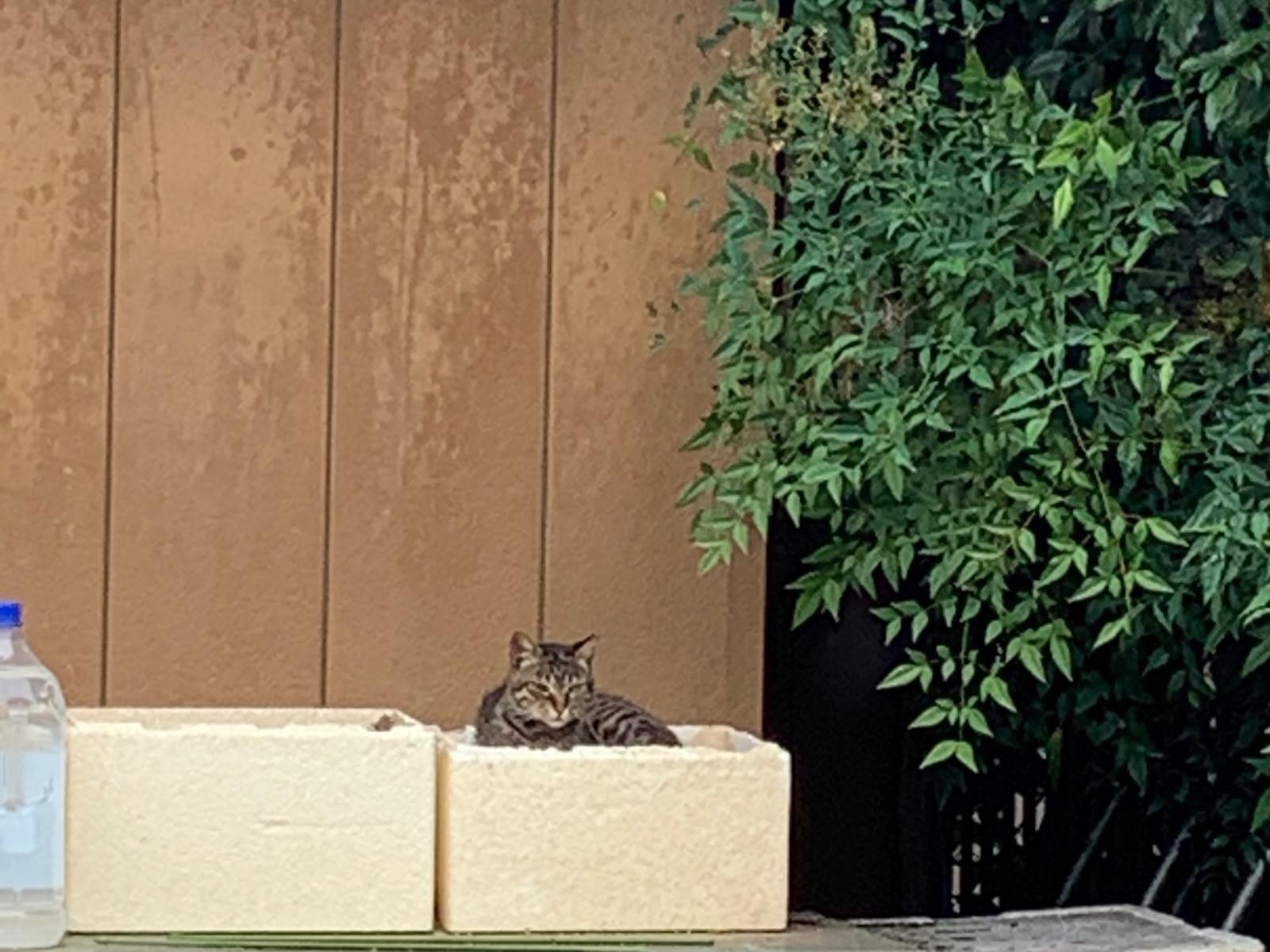 目撃された猫 目撃された猫