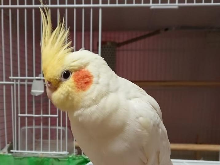 はくちゃん はくちゃん