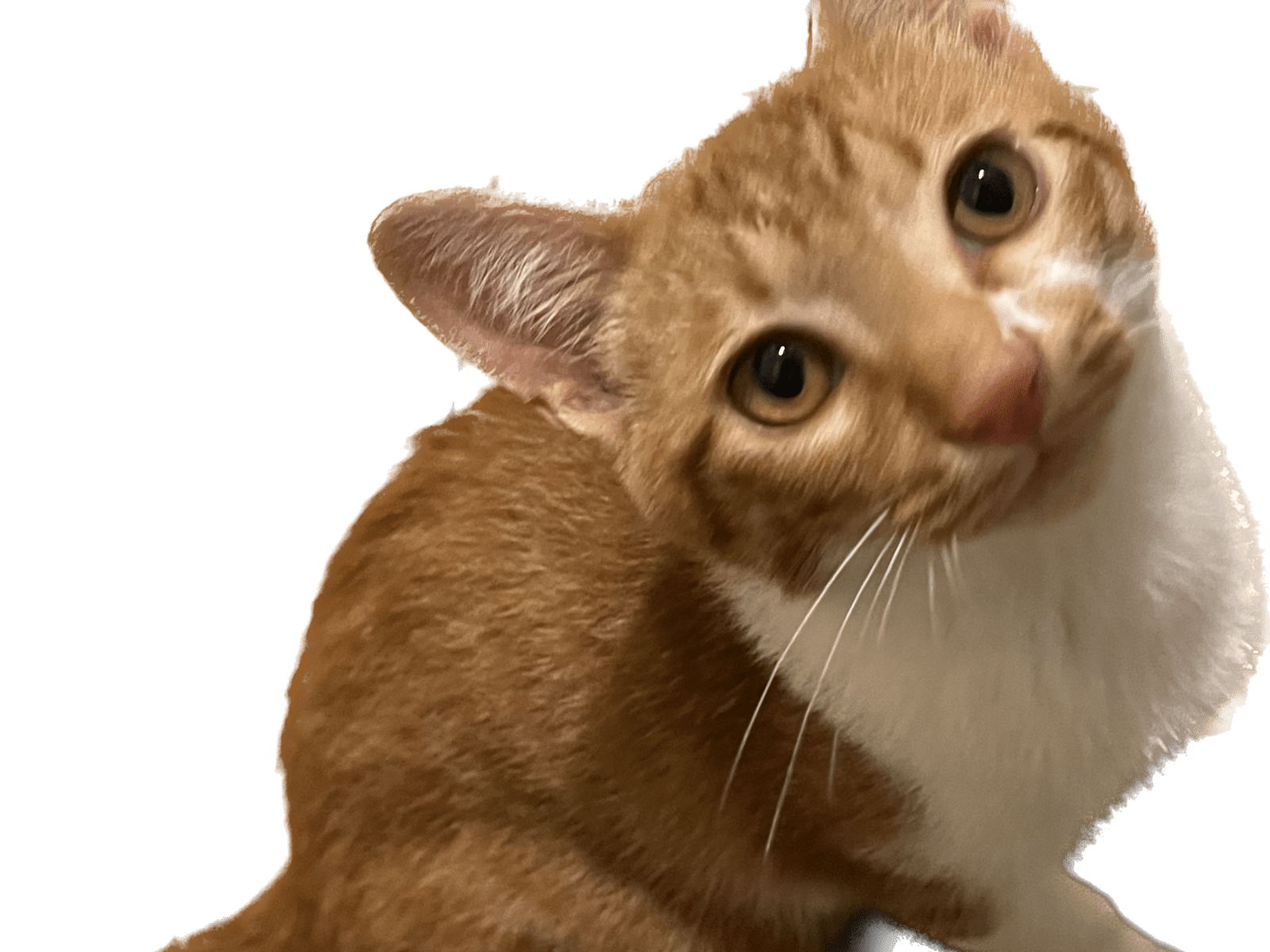 保護された猫 保護された猫