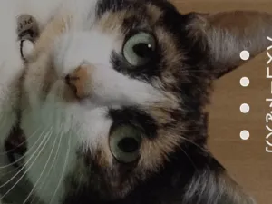 三毛猫で18才です