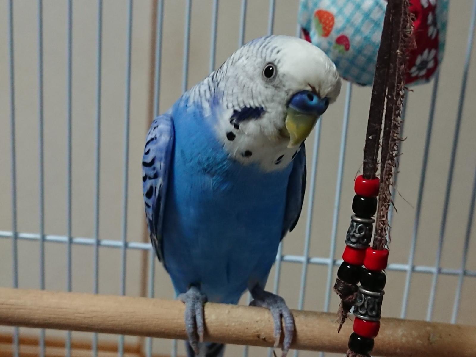 アズちゃん アズちゃん