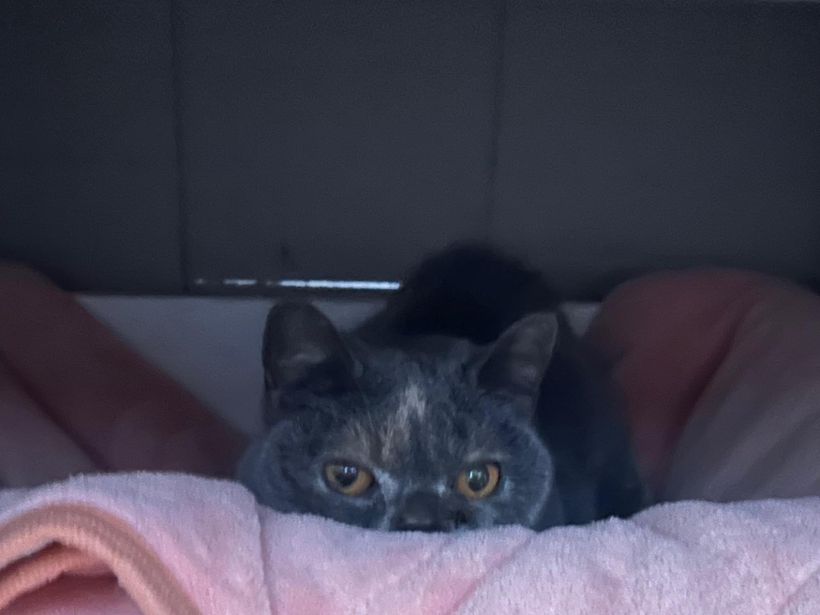 保護された猫 保護された猫