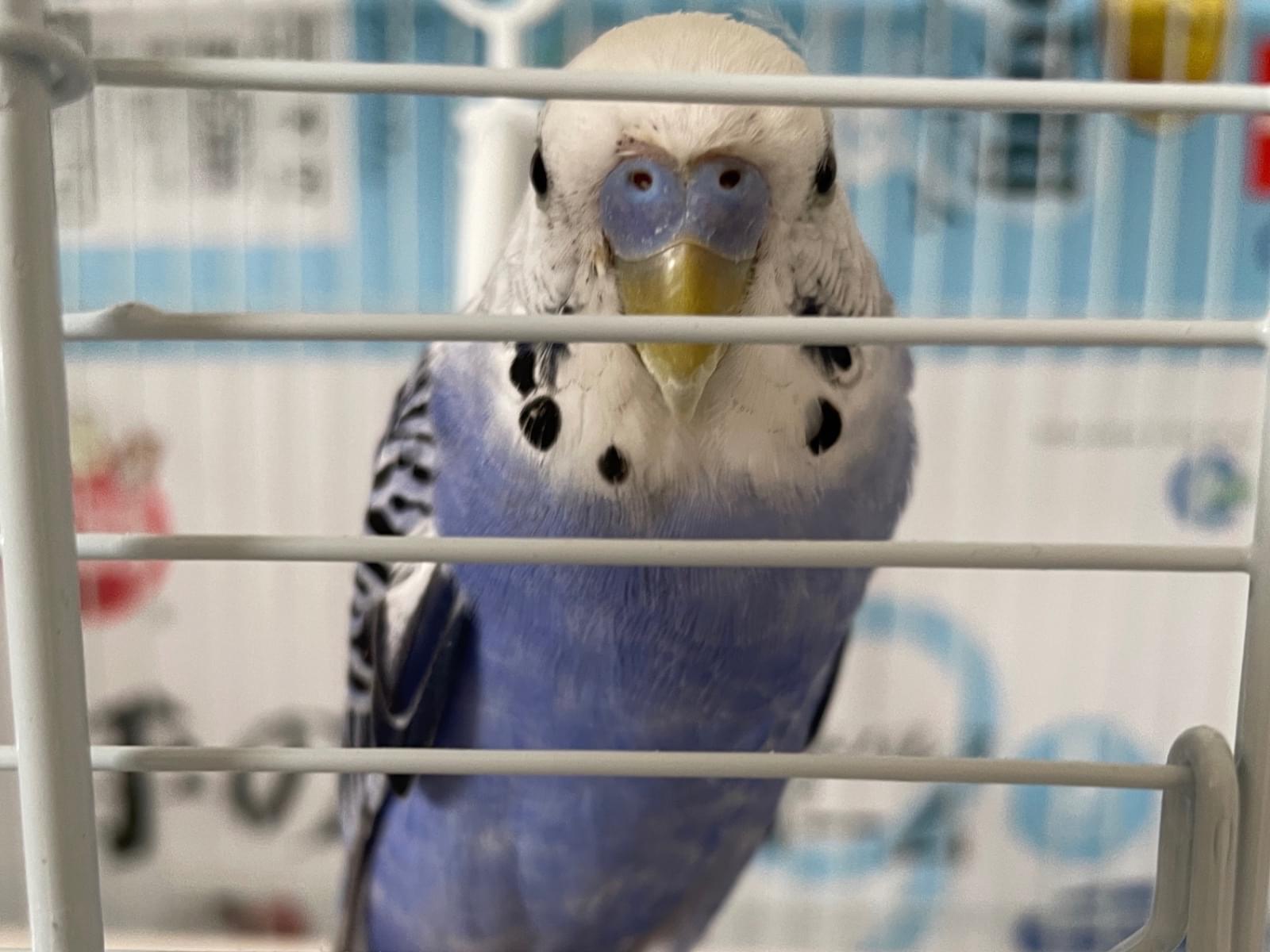保護された鳥 保護された鳥