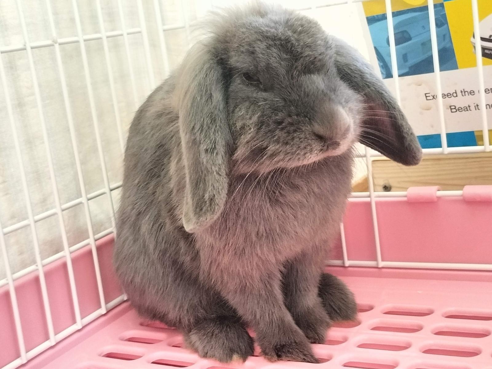 保護されたペット 保護されたペット