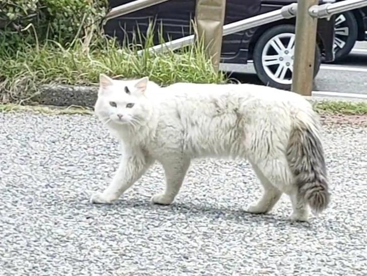 目撃された猫