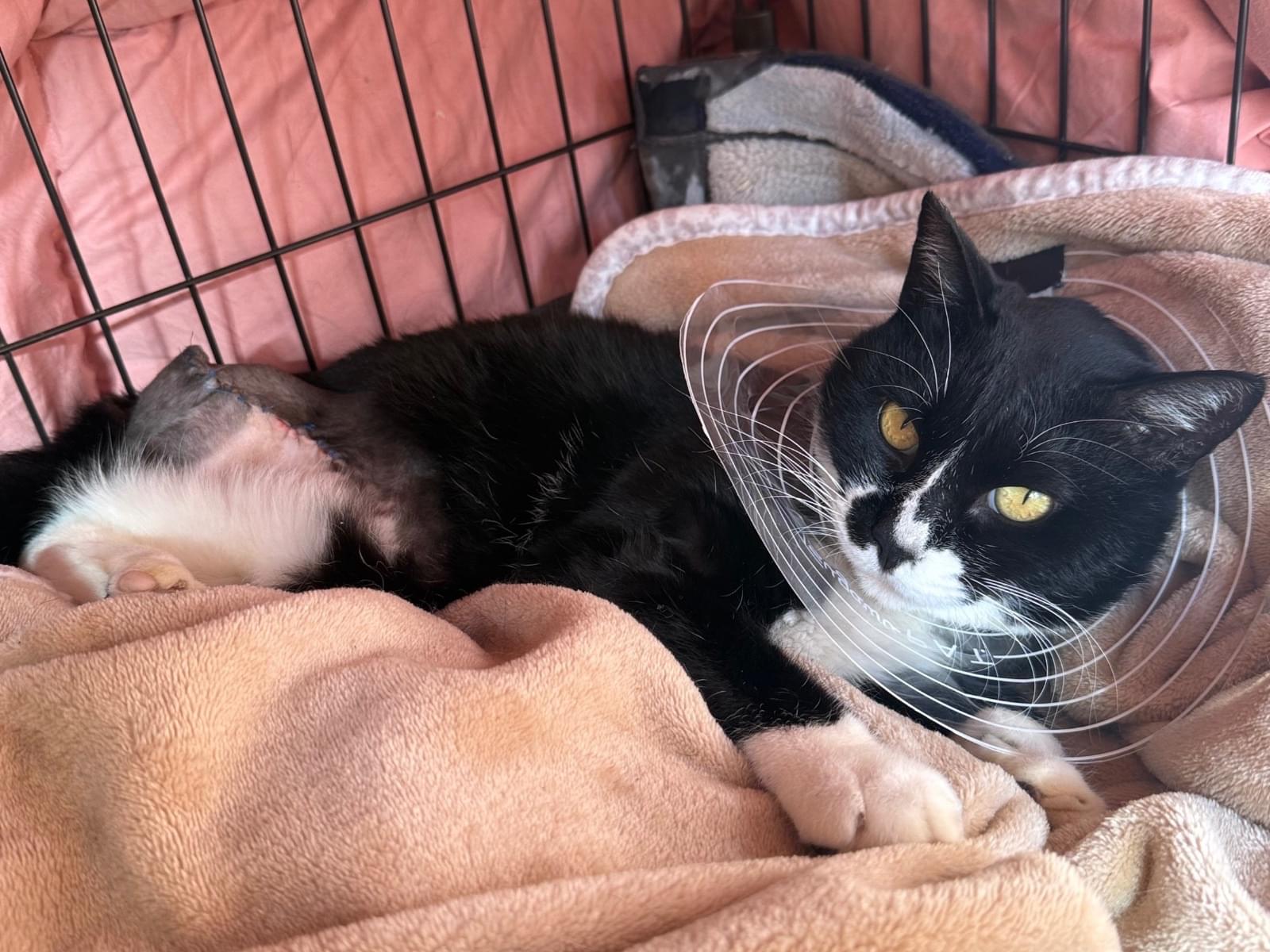 ハチちゃん ハチちゃん